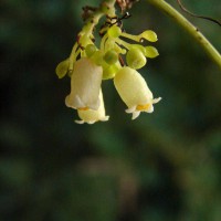 Solena umbellata (J.G.Klein ex Willd.) W.J.de Wilde & Duyfjes